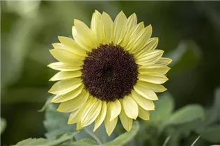 Helianthus annuus 'Valentin' - Sonnenblume 'Valentin' Helianthus annuus 'Valentin' - Sonnenblume 'Valentin'