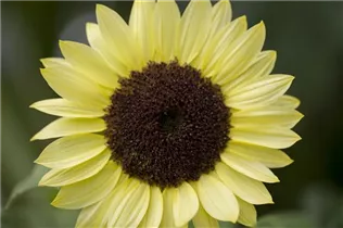 Helianthus annuus 'Valentin' - Sonnenblume 'Valentin' Helianthus annuus 'Valentin' - Sonnenblume 'Valentin'