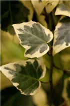 Hedera canariensis 'Gloire de Marengo' - Gelbbunter Efeu 'Gloire de Marengo'