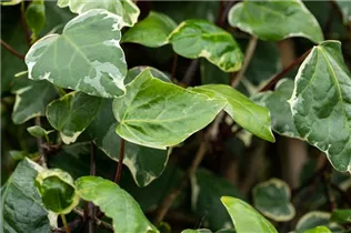 Hedera canariensis 'Gloire de Marengo' - Gelbbunter Efeu 'Gloire de Marengo'