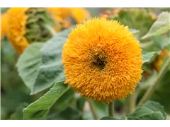 Helianthus annuus, gefüllt - Gefüllt Sonnenblume Helianthus annuus, gefüllt - Gefüllt Sonnenblume
