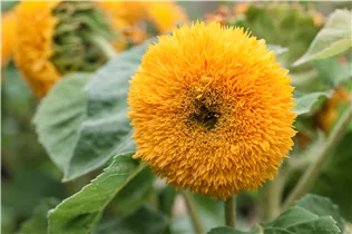 Helianthus annuus, gefüllt - Gefüllt Sonnenblume Helianthus annuus, gefüllt - Gefüllt Sonnenblume