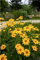 Helianthus decapetalus - Stauden-Sonnenblume Helianthus decapetalus - Stauden-Sonnenblume