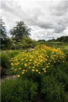 Helianthus decapetalus - Stauden-Sonnenblume Helianthus decapetalus - Stauden-Sonnenblume