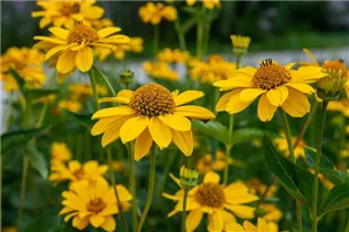 Helianthus decapetalus - Stauden-Sonnenblume Helianthus decapetalus - Stauden-Sonnenblume
