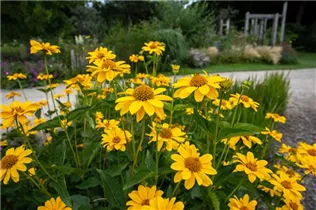 Helianthus decapetalus - Stauden-Sonnenblume Helianthus decapetalus - Stauden-Sonnenblume