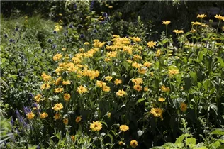 Helianthus decapetalus - Stauden-Sonnenblume Helianthus decapetalus - Stauden-Sonnenblume