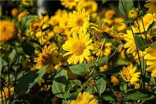Helianthus decapetalus - Stauden-Sonnenblume Helianthus decapetalus - Stauden-Sonnenblume
