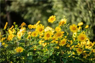 Helianthus decapetalus - Stauden-Sonnenblume Helianthus decapetalus - Stauden-Sonnenblume