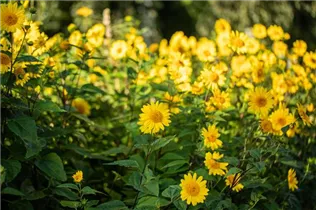 Helianthus decapetalus - Stauden-Sonnenblume Helianthus decapetalus - Stauden-Sonnenblume
