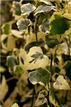 Hedera colchica 'Dentata Variegata' - Buntlaubiger Kaukasischer Efeu
