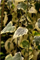 Hedera colchica 'Dentata Variegata' - Buntlaubiger Kaukasischer Efeu