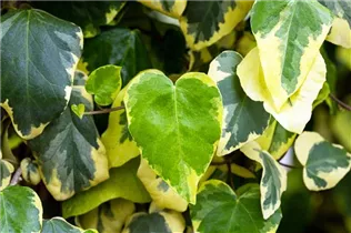 Hedera colchica 'Dentata Variegata' - Buntlaubiger Kaukasischer Efeu