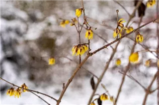 Chimonanthus praecox - Winterblüte Chimonanthus praecox - Winterblüte