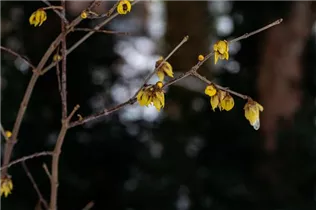 Chimonanthus praecox - Winterblüte Chimonanthus praecox - Winterblüte