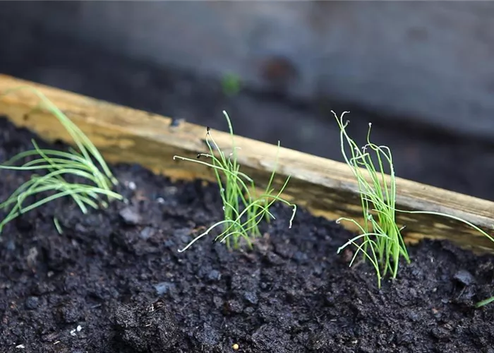 Hochbeete & Zubehör Hochbeete & Zubehör