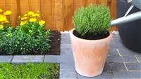 - Thymian - Einpflanzen in ein Gefäß  - Thymian - Einpflanzen in ein Gefäß