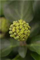 Hedera helix 'Arborescens' - Strauch-Efeu 'Arborescens'