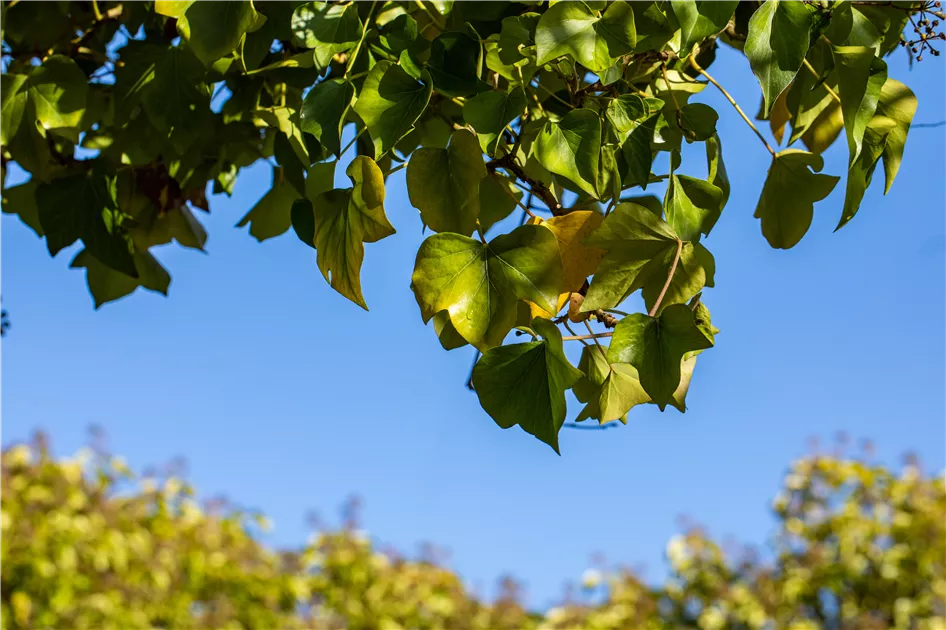 efeu plant Groblttriger Efeu (Hedera hibernica) | 60-80 cm im Topf