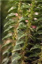 Hedera helix 'Erecta' - Efeu 'Erecta'
