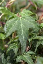 Hedera helix 'Green Ripple' - Gezacktblättriger Efeu 'Green Ripple'