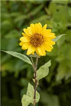 Helianthus decapetalus 'Capenoch Star' - Garten-Stauden-Sonnenblume 'Capenoch Star'