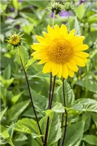 Helianthus decapetalus 'Capenoch Star' - Garten-Stauden-Sonnenblume 'Capenoch Star'
