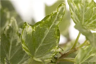 Hedera helix 'Kloster' - Efeu 'Kloster'
