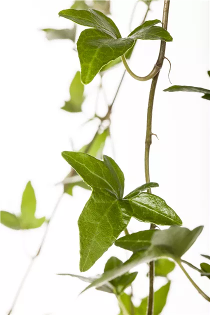 Efeu 'Shamrock', Hedera helix 'Shamrock'