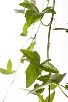 Hedera helix 'Shamrock' - Efeu 'Shamrock'