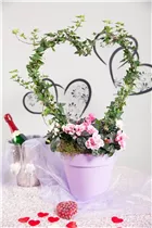 Hedera helix 'Shamrock' - Efeu 'Shamrock'