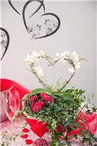 Hedera helix 'Shamrock' - Efeu 'Shamrock'