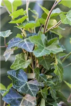 Hedera helix ssp. hibernica - Großblättriger Irischer Efeu