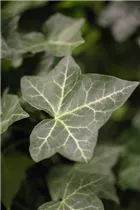 Hedera helix ssp. hibernica - Großblättriger Irischer Efeu