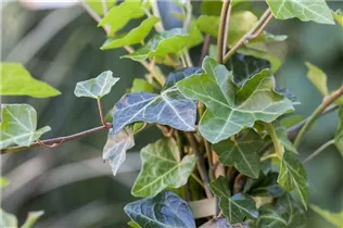 Hedera helix ssp. hibernica - Großblättriger Irischer Efeu