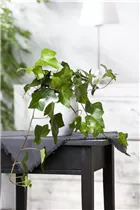 Hedera helix, Indoor - Zimmer-Efeu Hedera helix, Indoor - Zimmer-Efeu