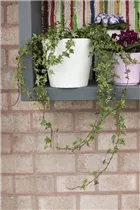 Hedera helix, Indoor - Zimmer-Efeu Hedera helix, Indoor - Zimmer-Efeu