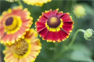 Helenium autumnale - Herbst-Sonnenbraut Helenium autumnale - Herbst-Sonnenbraut