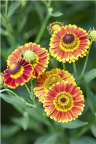 Helenium autumnale - Herbst-Sonnenbraut Helenium autumnale - Herbst-Sonnenbraut