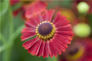 Helenium autumnale - Herbst-Sonnenbraut Helenium autumnale - Herbst-Sonnenbraut