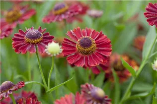 Helenium autumnale - Herbst-Sonnenbraut Helenium autumnale - Herbst-Sonnenbraut