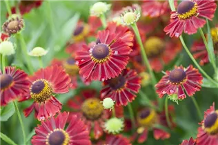 Helenium autumnale - Herbst-Sonnenbraut Helenium autumnale - Herbst-Sonnenbraut