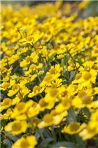 Helenium autumnale - Herbst-Sonnenbraut Helenium autumnale - Herbst-Sonnenbraut