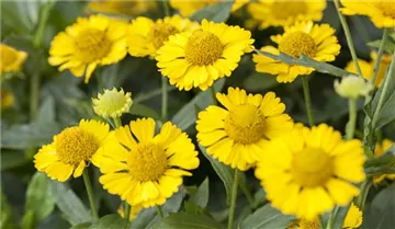 Helenium autumnale - Herbst-Sonnenbraut Helenium autumnale - Herbst-Sonnenbraut