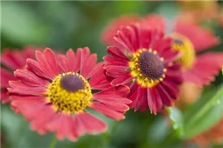 Helenium autumnale 'Mariachi Salsa' - Herbst-Sonnenbraut 'Mariachi Salsa'