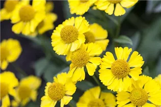 Helenium autumnale 'Mariachi Sombrero' - Herbst-Sonnenbraut 'Mariachi Sombrero