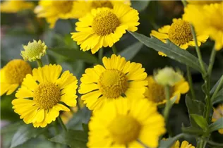 Helenium autumnale 'Mariachi Sombrero' - Herbst-Sonnenbraut 'Mariachi Sombrero