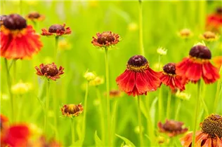 Helenium 'Moerheim Beauty' - Garten-Sonnenbraut 'Moerheim Beauty'