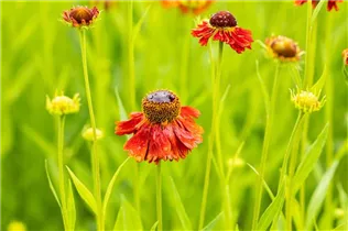 Helenium 'Moerheim Beauty' - Garten-Sonnenbraut 'Moerheim Beauty'