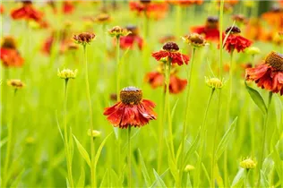 Helenium 'Moerheim Beauty' - Garten-Sonnenbraut 'Moerheim Beauty'